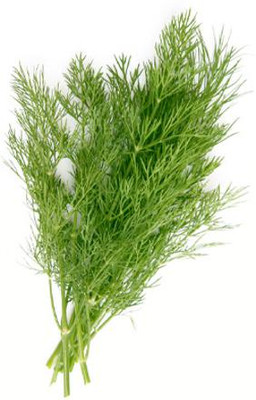 XOLDA Organic soya dill Seed(31 per packet)