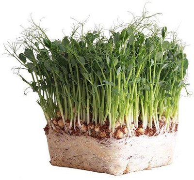 CYBEXIS Green Peas200 Seeds Seed(200 per packet)