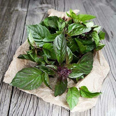 WILLVINE NDIR-72 Thai Basil Heirloom Seeds Seed(2000 per packet)