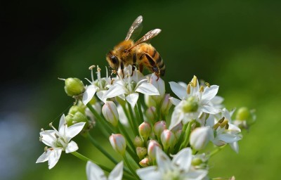 VibeX VXI-87 - Chinese Chive for Planting - (250 Seeds) Seed(250 per packet)