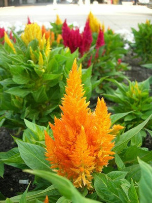 ZIXA Celosia Mix Seed(150 per packet)
