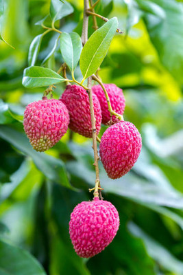 MAA LITCHI,LICHEE,LYCHEE Seed(10 per packet)