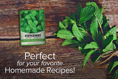 CYBEXIS PUAS-9 - Peppermint for Planting - (1350 Seeds) Seed(1350 per packet)