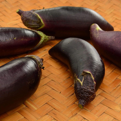 KNESSiN Fengyuan Purple Brinjal Seeds-[2gm] Seed(500 per packet)