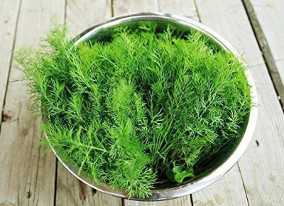 CYBEXIS HUA-14 - Dill Mammoth Giant - (2250 Seeds) Seed(2250 per packet)