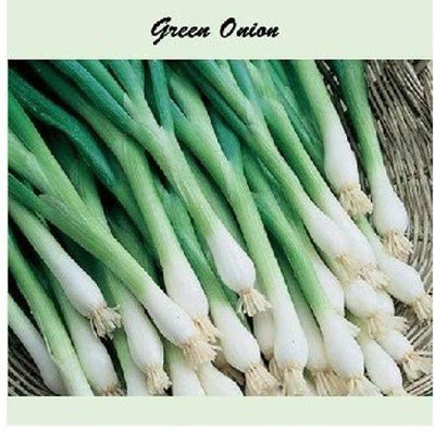 CYBEXIS Tokyo Long Onion4000 Seeds Seed(4000 per packet)