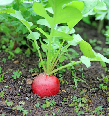 XOLDA Red Round Radish Seed(20 per packet)