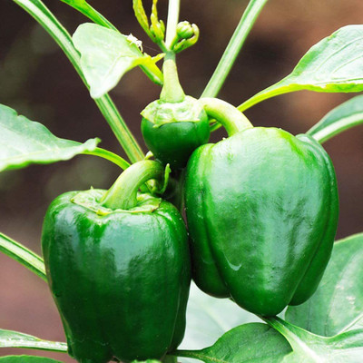 CYBEXIS Garden Sweet Bell Pepper/Capsicum Seeds600 Seeds Seed(600 per packet)