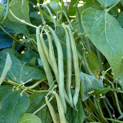 SREE Gwar Fali/Cluster Beans 87 Seed(25 per packet)