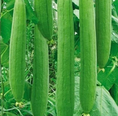 Quentova Tori Sponge Gourd-PUA-10D Seed(50 per packet)