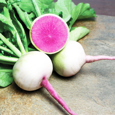 Qualtivate RES-1A Radish - Chinese - Starburst - Hybrid Seed(300 per packet)