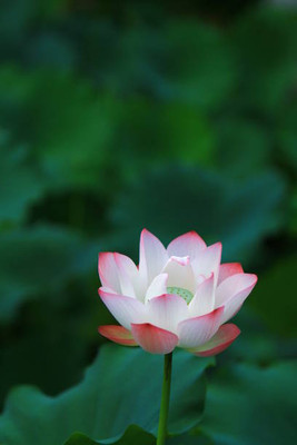 KDA lotus,kamal seeds Seed(20 per packet)