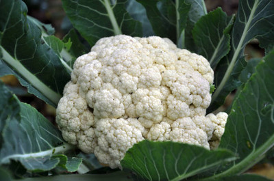 Dbborothers white cauliflower,gobhee seeds Seed(13 per packet)