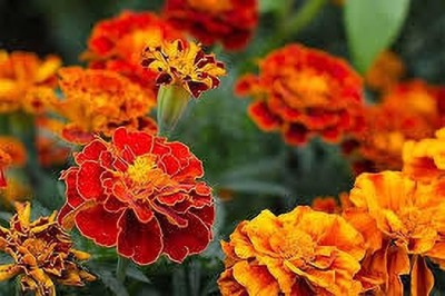 ibains African marigold seed Seed(37 per packet)