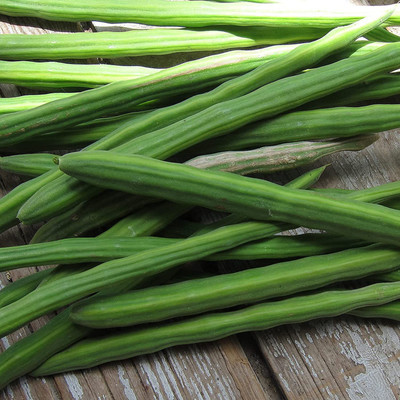 CYBEXIS ATS-33 - Moringa Drumstick Tree Horseradish - (1350 Seeds) Seed(1350 per packet)