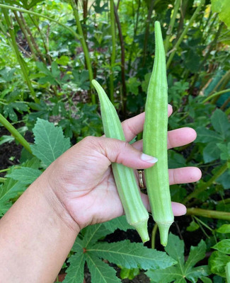 DEYS AGRO ™ lady finger vegetable seeds for rainy seasons Seed(25 per packet)