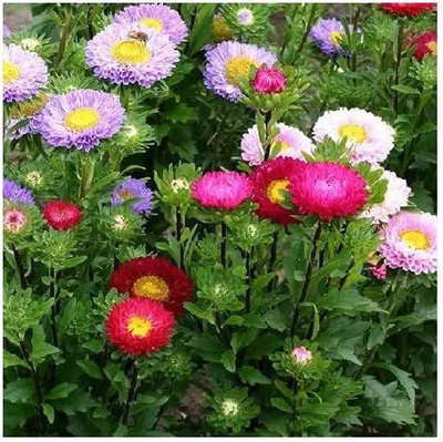 CYBEXIS China Aster/Half Hardy Annual Seed(1 g)