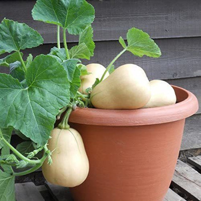 CYBEXIS Squash - Butternut - Autumn Crown-50 Seeds Seed(50 per packet)