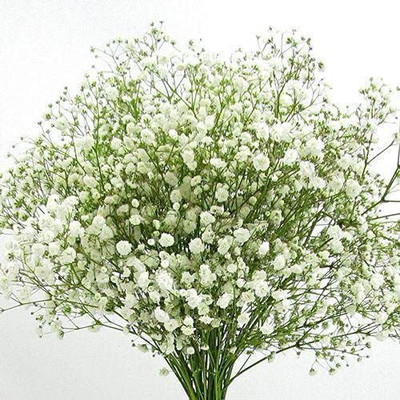 Aywal Gypsophila Good Germination Mixed Color Flower Seed(40 per packet)