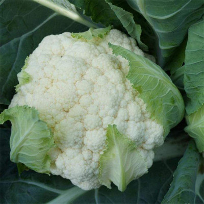 CYBEXIS F1 Hybrid White Cauliflower Seeds2000 Seeds Seed(2000 per packet)