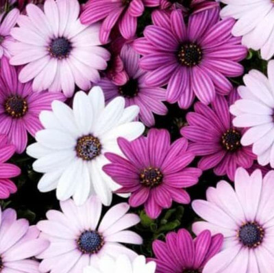 Aywal Osteospermum F1 Hybrid Flower Seed(75 per packet)