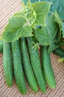 Qualtivate HYB-9A Indoor Cucumber Zozula F2 Seed(300 per packet)