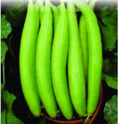 Qualtivate PUA-2A White Hybrid Sponge Gourd Seeds Seed(50 per packet)