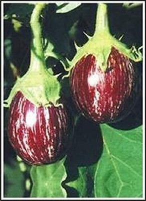 LPR brinjal Seed(150 per packet)