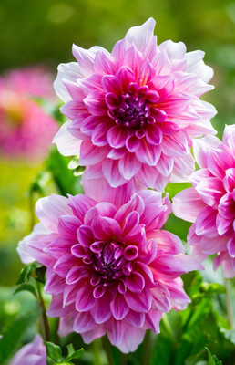 Lorvox Mix Color Dahlia Seed(14 per packet)