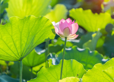 gorgeous moement lotus,kamal gatta Seed(15 per packet)