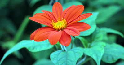 MWHY Tithonia Orange Flower Seed(25 per packet)