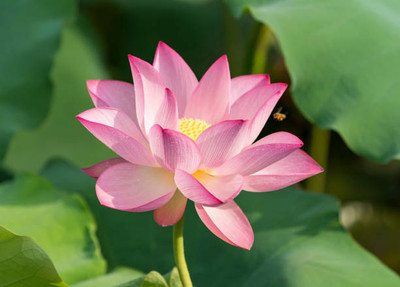 YIUGANTAR lotus,kamal gatta Seed(15 per packet)