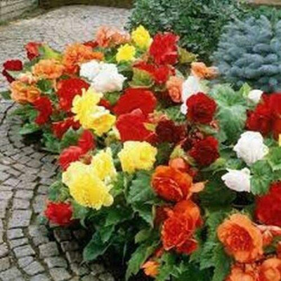 VibeX LX-13 - Begonia Double Mix jocad - (30 Seeds) Seed(30 per packet)