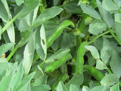 KNESSiN Broad Beans Seed(50 per packet)