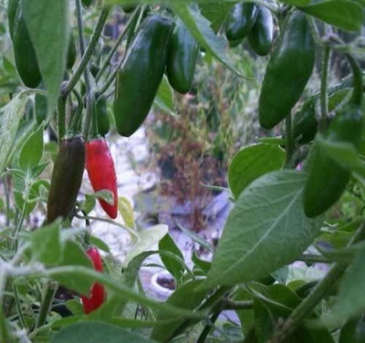 CYBEXIS F40Serrano Pepper Chilli Seeds2400 Seeds Seed(2400 per packet)