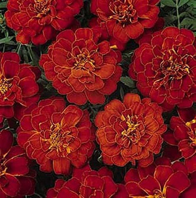 CYBEXIS LXI-22 - Marigold French Aurora Red - (2250 Seeds) Seed(2250 per packet)