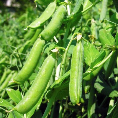 VibeX ® LXI-557 Sugar Daddy Snap Pea Seeds Seed(50 per packet)