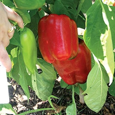 KNESSiN QLY-46 Capsicum North Star Seed(150 per packet)