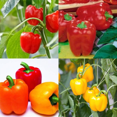ibains Simla mirch seeds shimla mirchi 53 Seed(53 per packet)