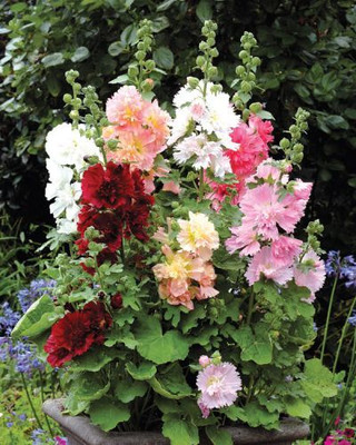 XOLDA Exotic holly hock Seed(20 per packet)