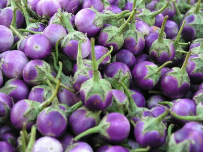 UGRA Thai Round Purple Eggplant Seed(2000 per packet)