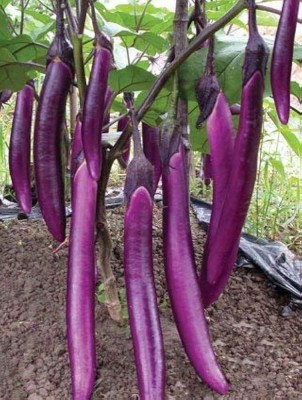 SeeGreen Hybrid Brinjal Seeds Black (Black Baingan eggplant -115 Seed(115 per packet)