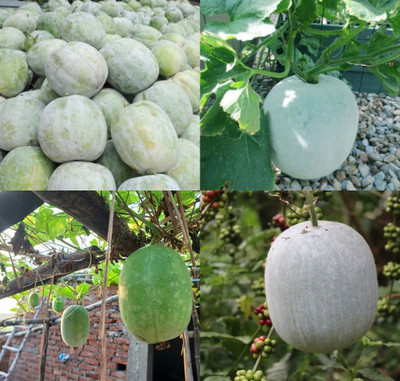ibains Giant winter melon seeds beej 11 Seed(11 per packet)