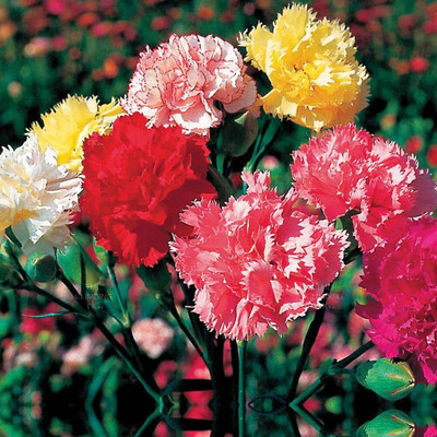 Lorvox Carnation Mixed Flower Seed(10 per packet)