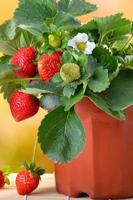 Aywal Strawberry Fruit Seed(30 per packet)