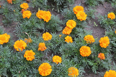 ZIXA marigold,gende ka phool seeds Seed(21 per packet)