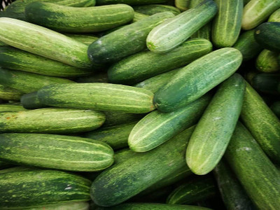 wequality khira seeds for garden/ Cucumber seeds 23 Seed(23 per packet)