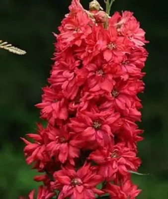 Aro Delphinium Seed(59 per packet)