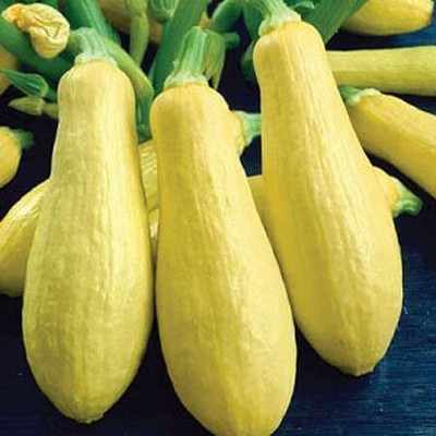 CYBEXIS GUA-66 - Yellow Straightneck Summer Squash - (225 Seeds) Seed(225 per packet)