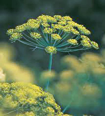 CYBEXIS LX-30 - Dill Long Island Mammoth - (750 Seeds) Seed(750 per packet)